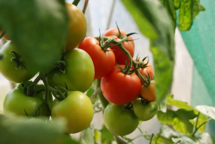 découvrez nos conseils pratiques pour prolonger la récolte de vos tomates, optimiser la production et profiter de fruits savoureux plus longtemps dans votre potager.