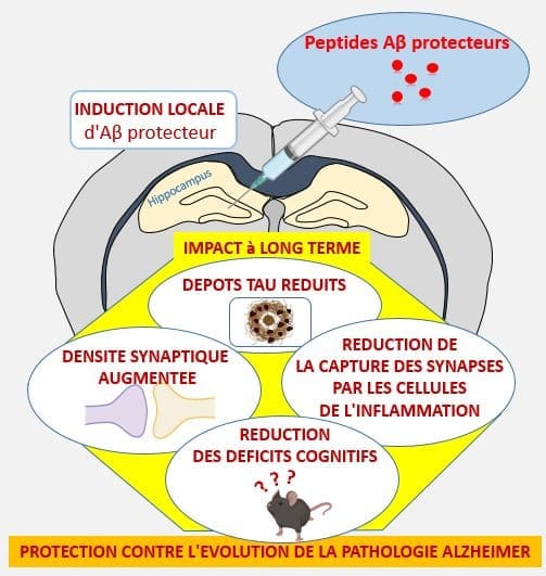 découvrez le lien entre les protéines, la maladie d'alzheimer et le cancer : explications sur leur rôle, les recherches récentes et comment ces éléments influencent le développement et la prévention de ces maladies.