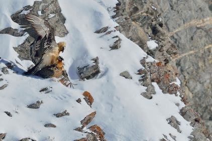 découvrez le refuge gypaète barbu, un hébergement authentique au cœur de la montagne, idéal pour les randonneurs et les amoureux de la nature. profitez d’un séjour convivial entouré de paysages sauvages et préservés.