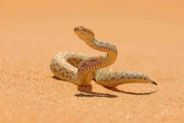 découvrez tout sur le serpent des sables : habitat, mode de vie, alimentation et caractéristiques fascinantes de ce reptile adapté aux environnements désertiques.