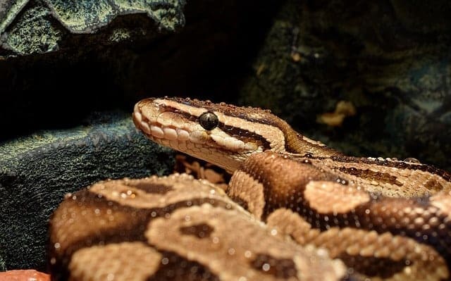 découvrez le serpent des sables, un reptile fascinant des déserts, connu pour sa capacité à se déplacer rapidement sous le sable chaud et ses techniques de chasse uniques.