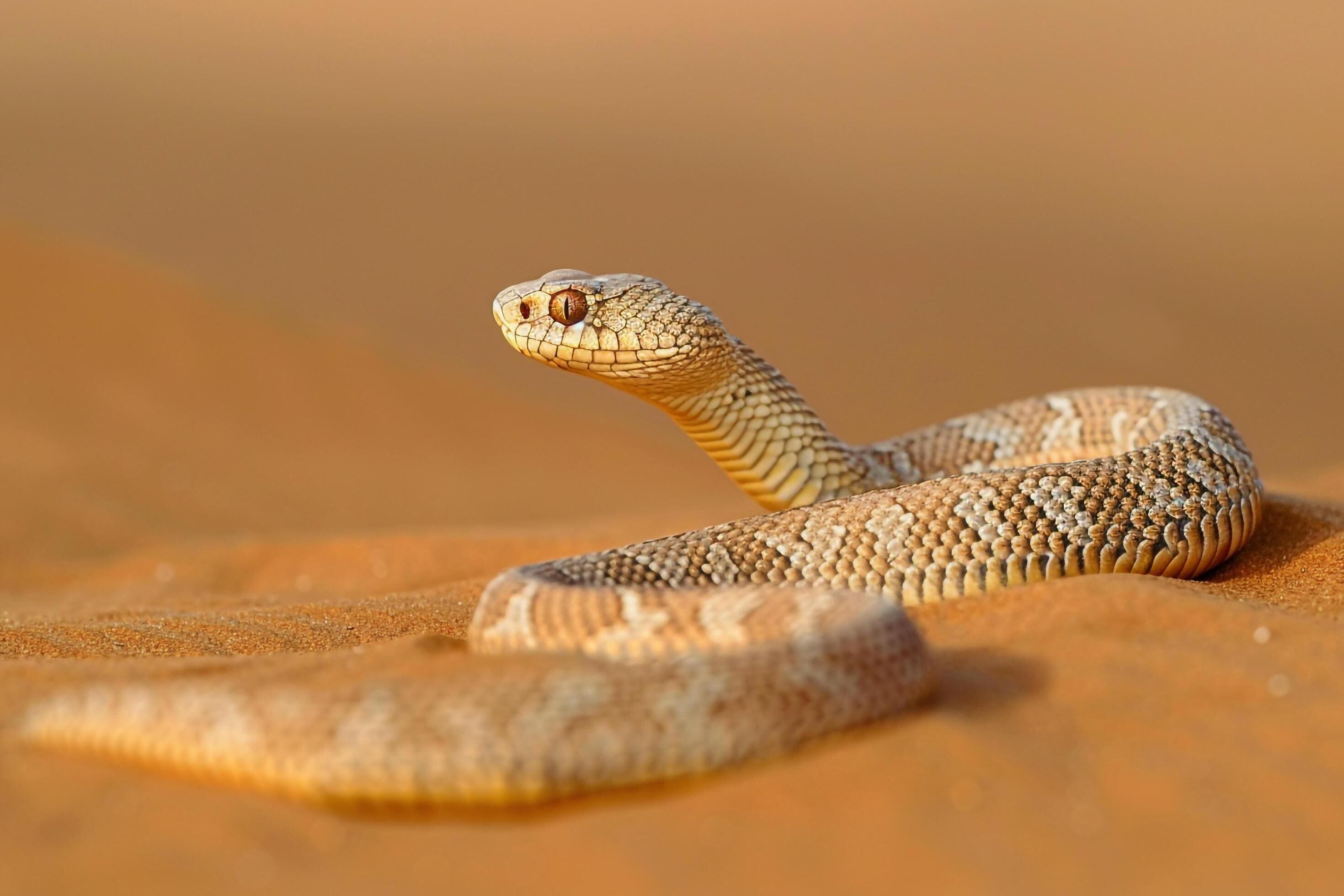 découvrez le serpent des sables, un reptile fascinant adapté aux milieux désertiques. apprenez tout sur son habitat, son comportement et ses techniques de chasse uniques dans les dunes de sable.