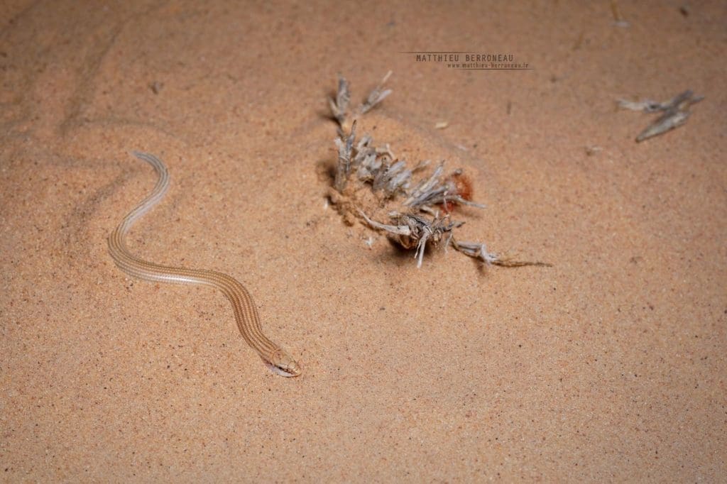 découvrez tout sur le serpent des sables : son habitat, ses caractéristiques, son mode de vie et les secrets de ce reptile fascinant du désert.