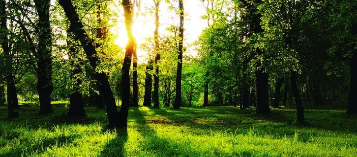 découvrez la signification de la couleur verte, ses symboliques, ses effets sur les émotions et son importance dans différentes cultures et domaines.