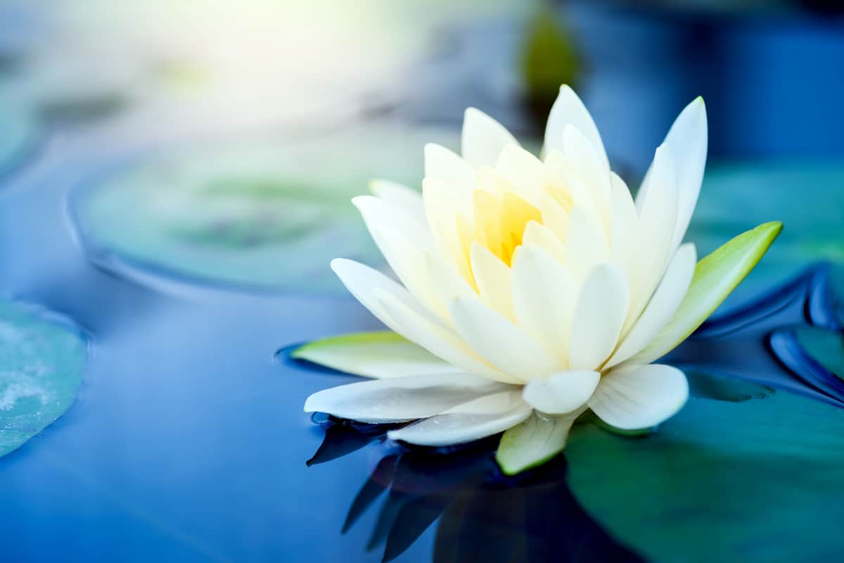 découvrez la signification de la fleur de lotus : symbole de pureté, de renaissance et d’élévation spirituelle à travers les cultures et les traditions.