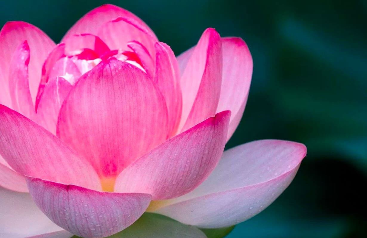 découvrez la signification de la fleur de lotus : symbole de pureté, de spiritualité et de renaissance dans de nombreuses cultures. plongez dans l’histoire et la symbolique de cette fleur majestueuse.