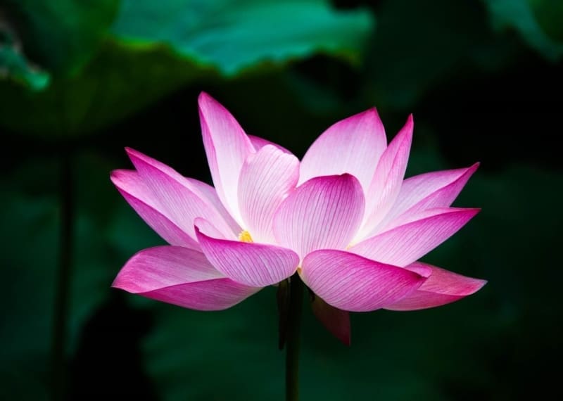 découvrez la signification profonde de la fleur de lotus, symbole de pureté, de renaissance et d’élévation spirituelle dans diverses cultures. explorez ses origines et ses messages inspirants.