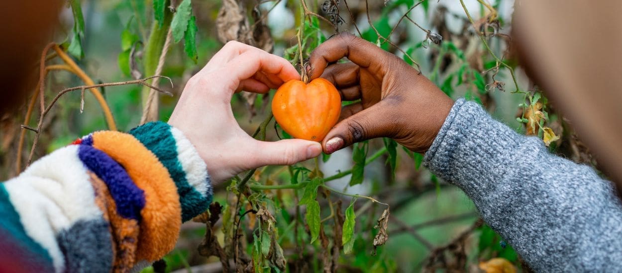 découvrez les meilleures techniques pour cultiver et entretenir vos tomates en automne. conseils pratiques, astuces de jardinage et recommandations pour une récolte réussie malgré la baisse des températures.