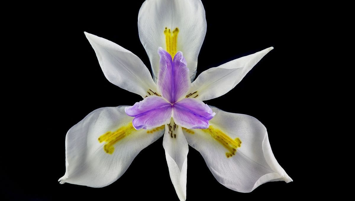 découvrez le symbolisme riche et l'histoire fascinante de la fleur de lys, emblème emblématique de la royauté, de la pureté et de la spiritualité.