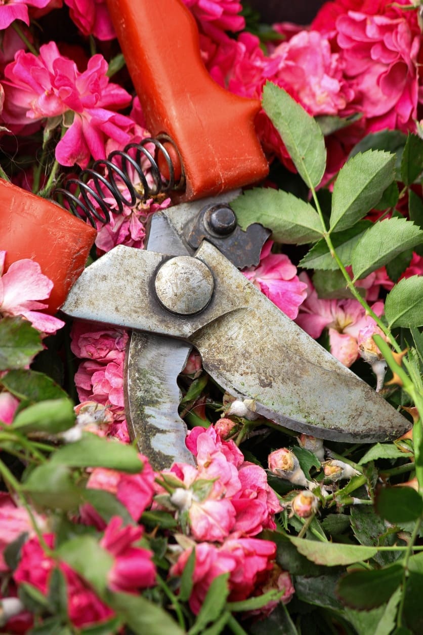découvrez les secrets du compost en hiver pour un jardinage réussi toute l'année. astuces, conseils et techniques pour nourrir votre jardin même pendant la saison froide.