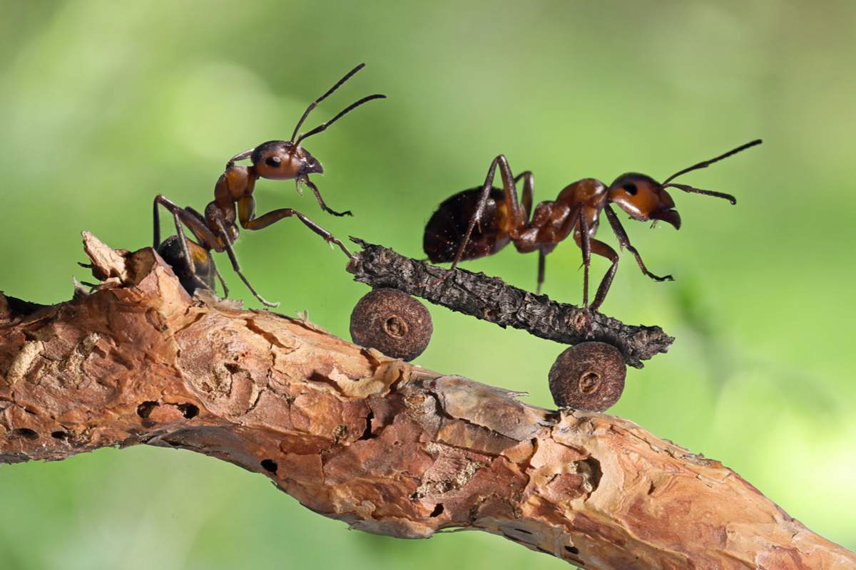 découvrez le rôle essentiel des fourmis dans les écosystèmes et leur impact sur l'environnement et l'agriculture.