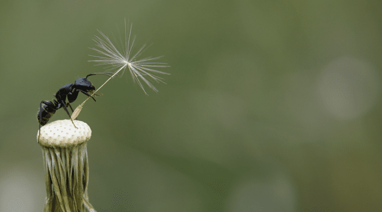 découvrez le rôle essentiel des fourmis dans l'écosystème et l'impact qu'elles ont sur l'environnement et la biodiversité.