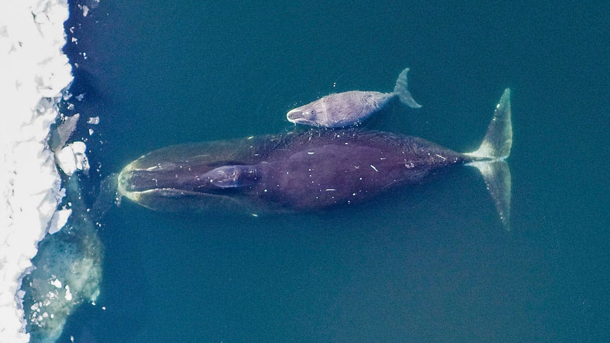 découvrez la longévité exceptionnelle des baleines boréales, les mammifères les plus âgés du monde, et les secrets de leur incroyable espérance de vie dans les eaux arctiques.