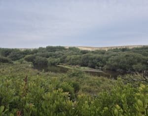 découvrez moliets-et-maa, un charmant village où la forêt rencontre l'océan pour des vacances entre nature, plages et détente en nouvelle-aquitaine.