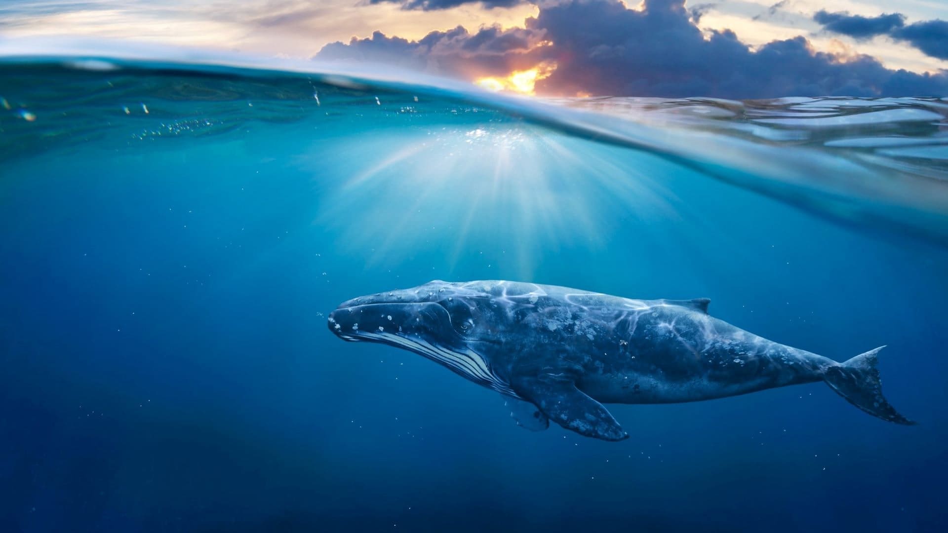 découvrez les secrets de la longévité exceptionnelle de la baleine boréale : un mystère fascinant sur la durée de vie de ce géant des océans arctiques.