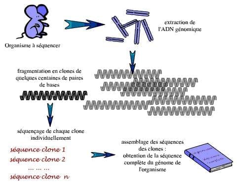 découvrez les secrets génétiques qui peuvent contribuer à une vie prolongée et en meilleure santé. explorez les avancées scientifiques pour vivre plus longtemps.
