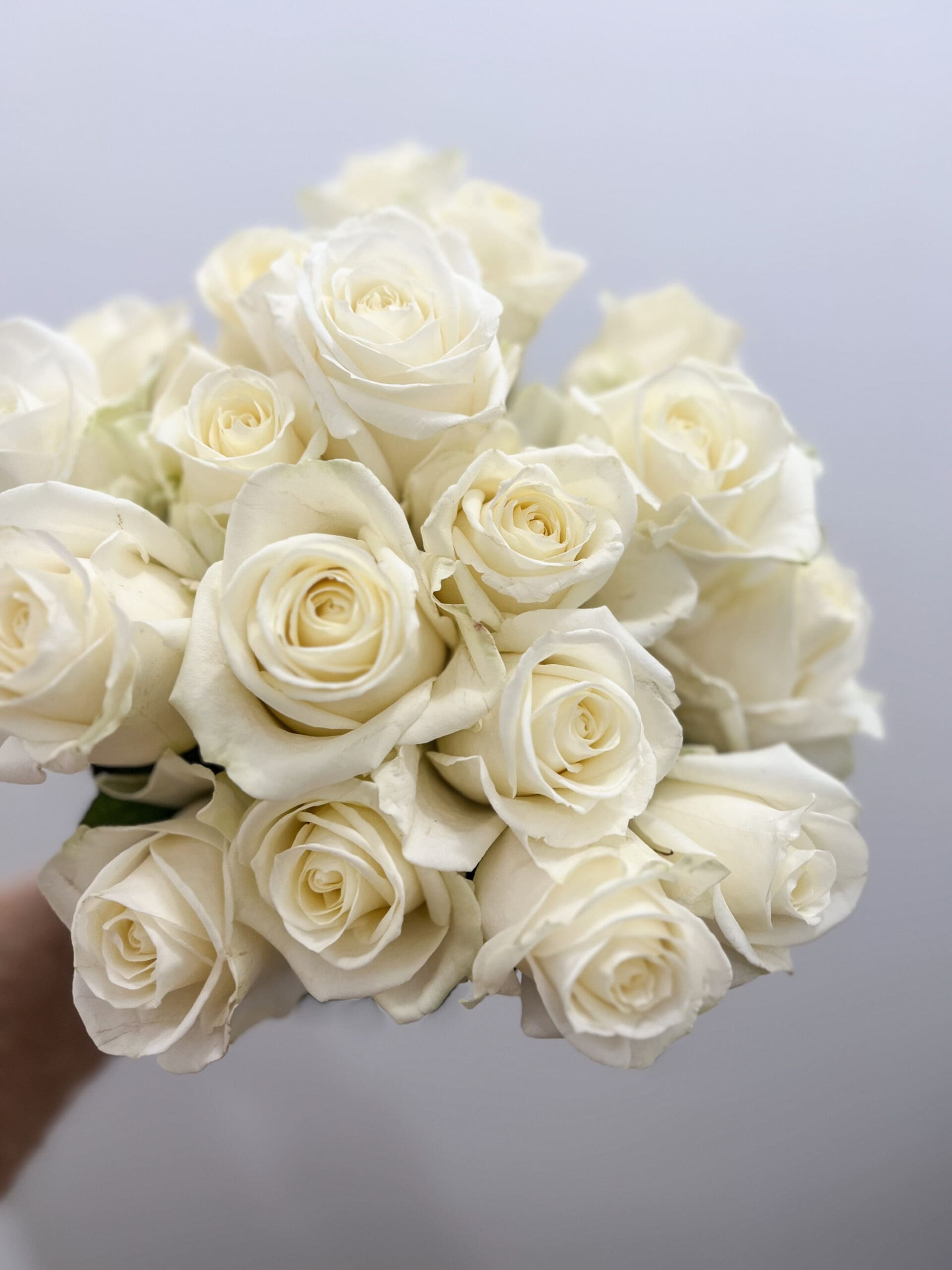 découvrez la signification des nombres associés aux roses et aux fleurs, et apportez une touche symbolique à vos bouquets.