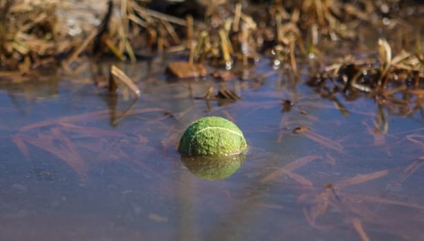 découvrez comment les balles de tennis peuvent influencer la survie des hérissons et les moyens de les protéger efficacement.