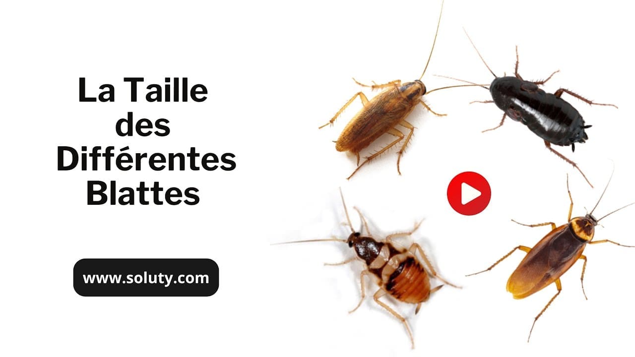 découvrez la signification des cafards dans la maison et ce qu'ils symbolisent. comprenez les messages potentiels liés à leur présence chez vous.