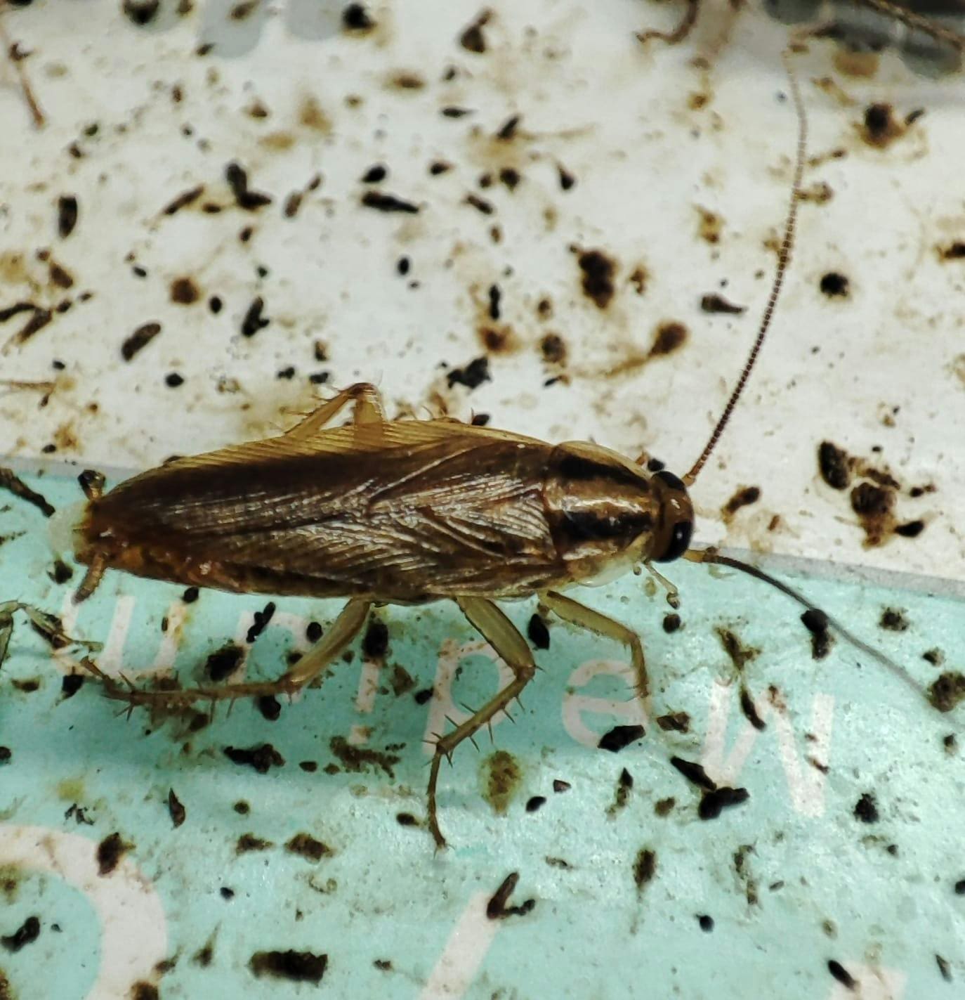 découvrez la signification des cafards dans la maison, leurs implications et comment les identifier pour mieux les contrôler.