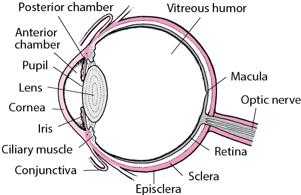 découvrez les principales causes de la douleur à l'œil gauche, ses symptômes associés et les meilleures solutions pour soulager cet inconfort efficacement.