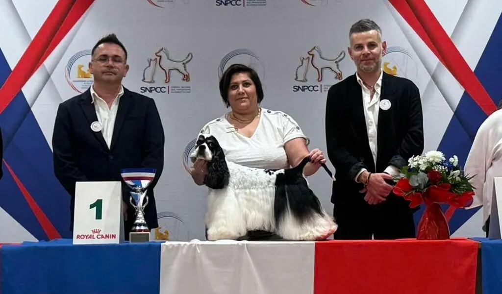 devenez expert en toilettage animalier avec école championne, la référence en formation professionnelle pour prendre soin des animaux avec passion et expertise.