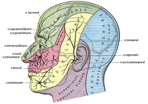 découvrez les principales causes du mal de tête et leur signification pour mieux comprendre vos symptômes et trouver des solutions adaptées.