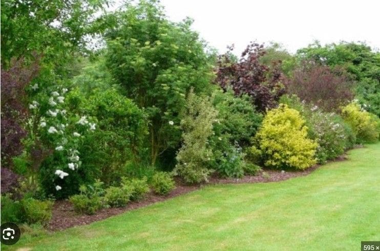 découvrez les meilleurs arbres et haies pour attirer et favoriser la présence des mésanges dans votre jardin, offrant refuge et nourriture à ces petits oiseaux.