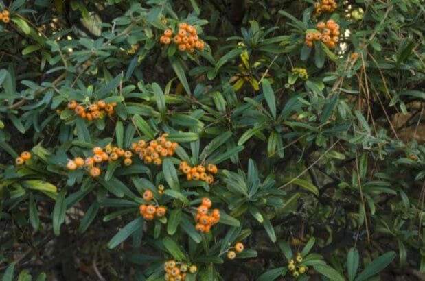découvrez les meilleurs arbres et haies pour attirer et protéger les mésanges dans votre jardin, favorisant un habitat naturel et écologique.