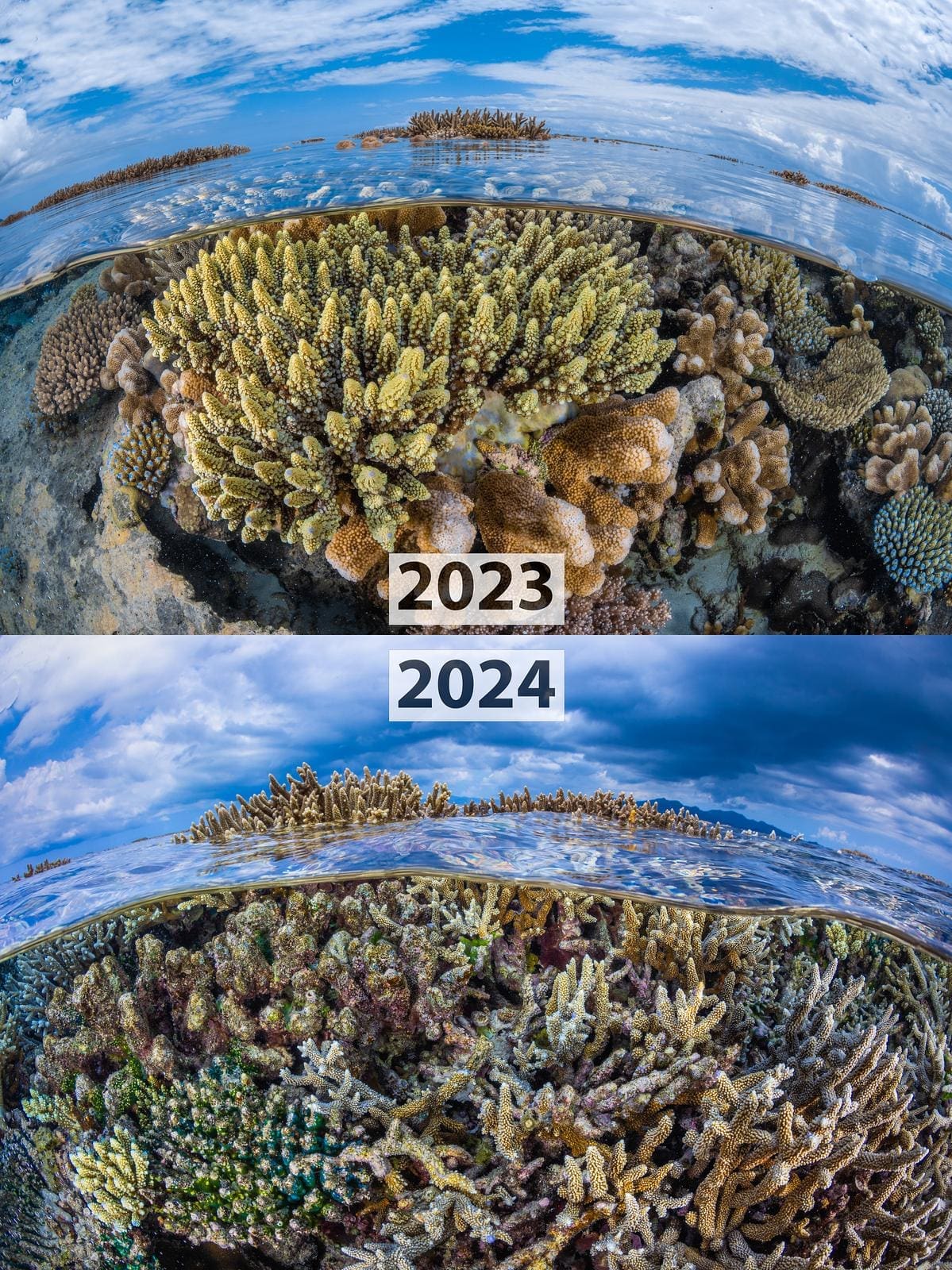 découvrez l'exploration unique de la zone crépusculaire à mayotte, un habitat marin fascinant entre lumière et obscurité, riche en biodiversité et mystères sous-marins.