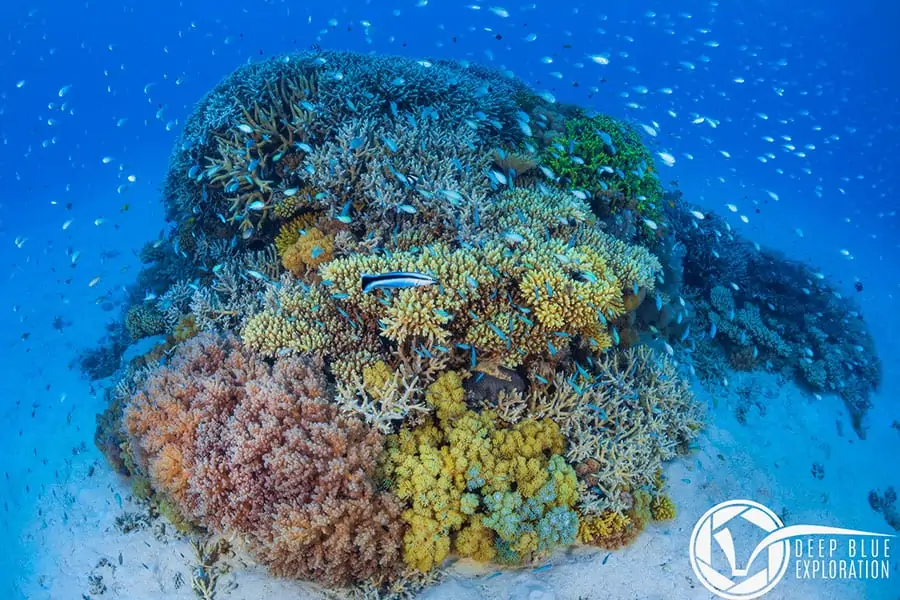 découvrez l'exploration fascinante de la zone crépusculaire à mayotte, un univers marin mystérieux et riche en biodiversité unique.