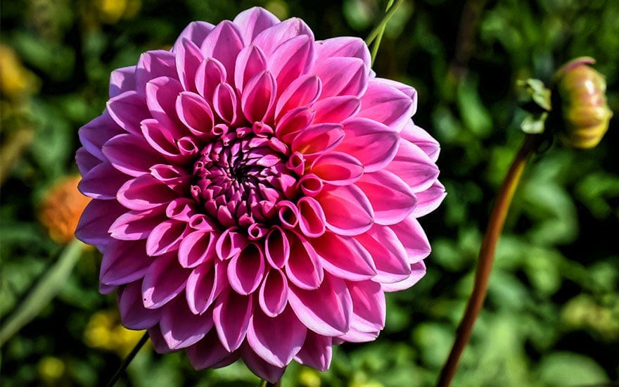 découvrez la signification profonde de la fleur de vie, un symbole ancien représentant l'harmonie, l'équilibre et la connexion universelle.