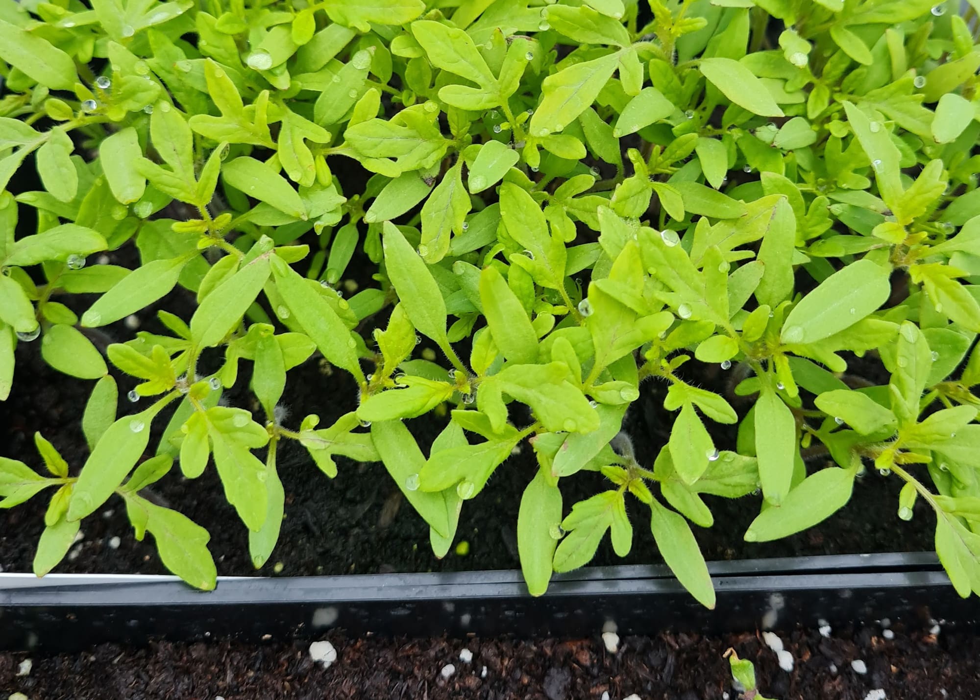 découvrez comment lancer vos semis de tomates dès janvier pour obtenir une récolte précoce et généreuse. conseils pratiques et astuces pour réussir vos plantations.