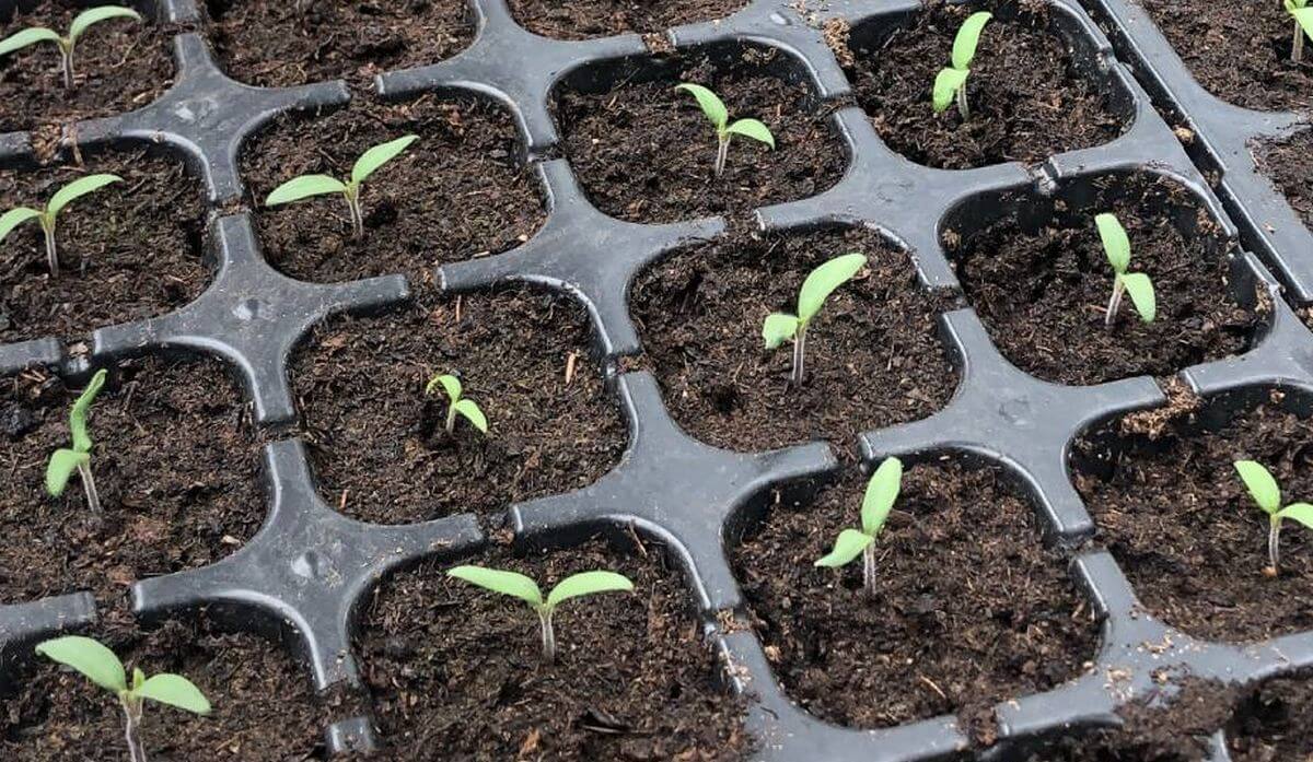 découvrez comment bien lancer vos semis de tomates en janvier pour une récolte abondante et savoureuse cet été.
