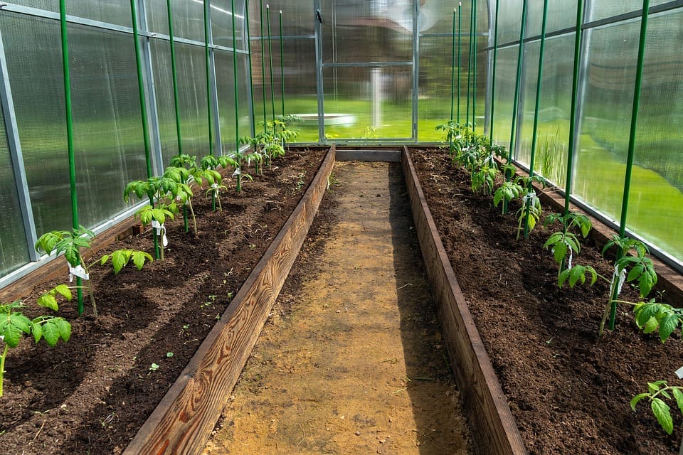 découvrez comment lancer vos semis de tomates en janvier pour garantir une récolte abondante et savoureuse dès la saison estivale. suivez nos conseils pratiques et astuces de jardinage.