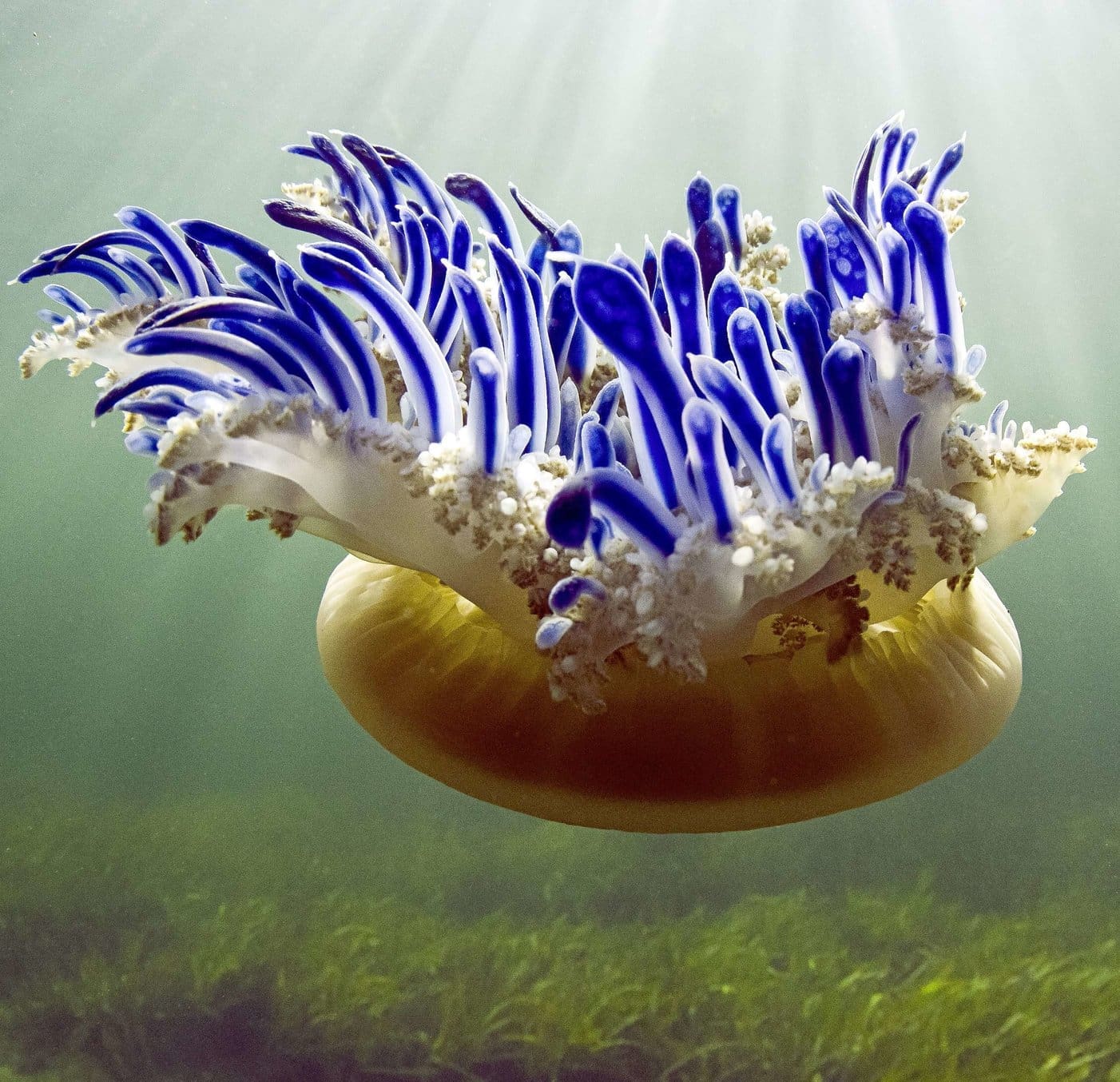 découvrez le mystère du repos des méduses et explorez les secrets fascinants de leur comportement au calme dans les profondeurs marines.