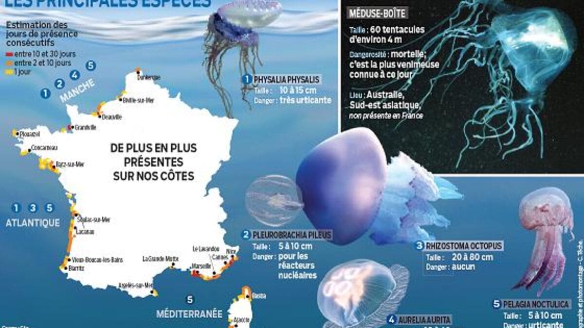 découvrez le mystère fascinant du repos des méduses, leurs secrets biologiques et comportementaux dévoilés.