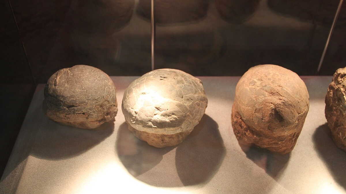 découvrez la révélation exceptionnelle d'un œuf de dinosaure fossile, une fenêtre unique sur le passé préhistorique et l'évolution des dinosaures.