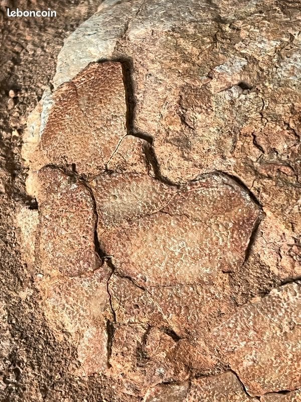 découvrez la révélation fascinante d'un œuf de dinosaure fossile, une plongée unique dans le passé préhistorique.