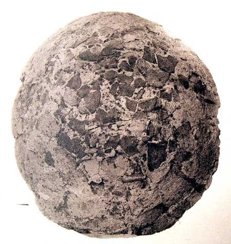 découvrez la révélation spectaculaire d'un œuf de dinosaure fossile, une fenêtre fascinante sur le passé préhistorique.