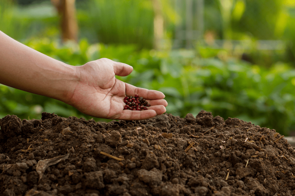 découvrez 6 graines à semer en janvier pour un potager hivernal riche et une récolte doublée, même en plein hiver. conseils pratiques et astuces pour jardiner toute l'année.