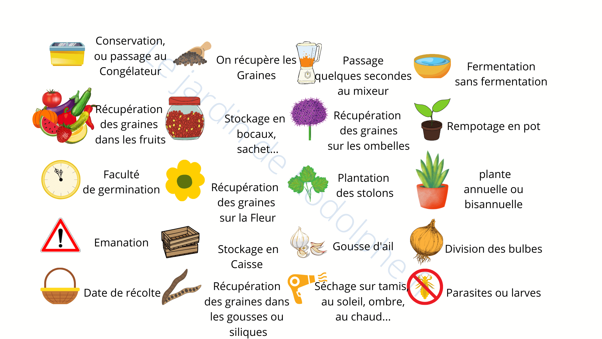 découvrez 6 graines à semer en janvier pour un potager hivernal productif et doublez votre récolte même en plein hiver.
