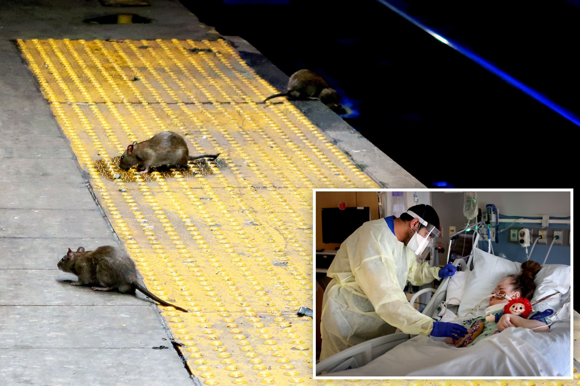 découvrez les mystères d'un échange secret entre rats à new york, une histoire intrigante pleine de suspense et de révélations surprenantes.