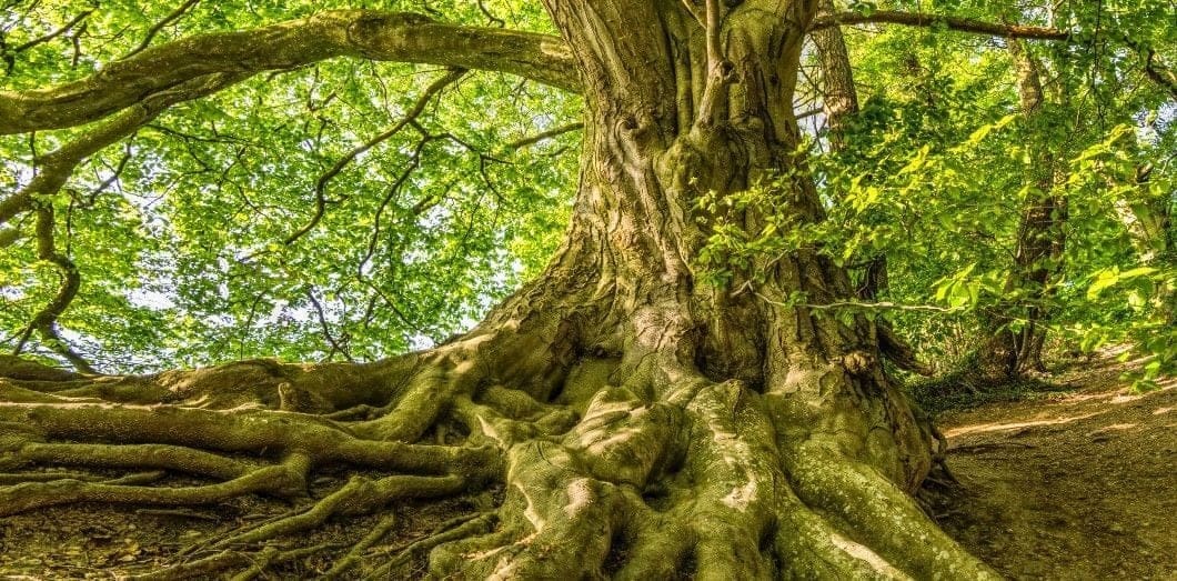 découvrez le secret révolutionnaire qui accélère la régénération des forêts tropicales et participe à la préservation de notre biodiversité.