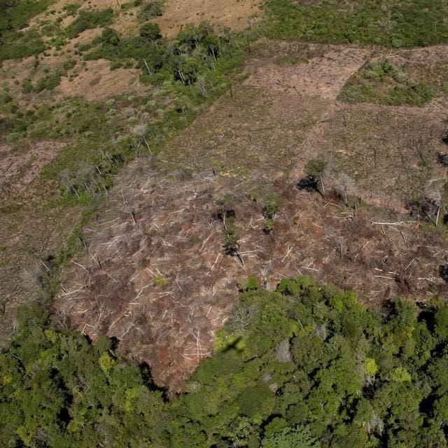 découvrez le secret révolutionnaire qui accélère la régénération des forêts tropicales pour préserver notre planète et favoriser la biodiversité.