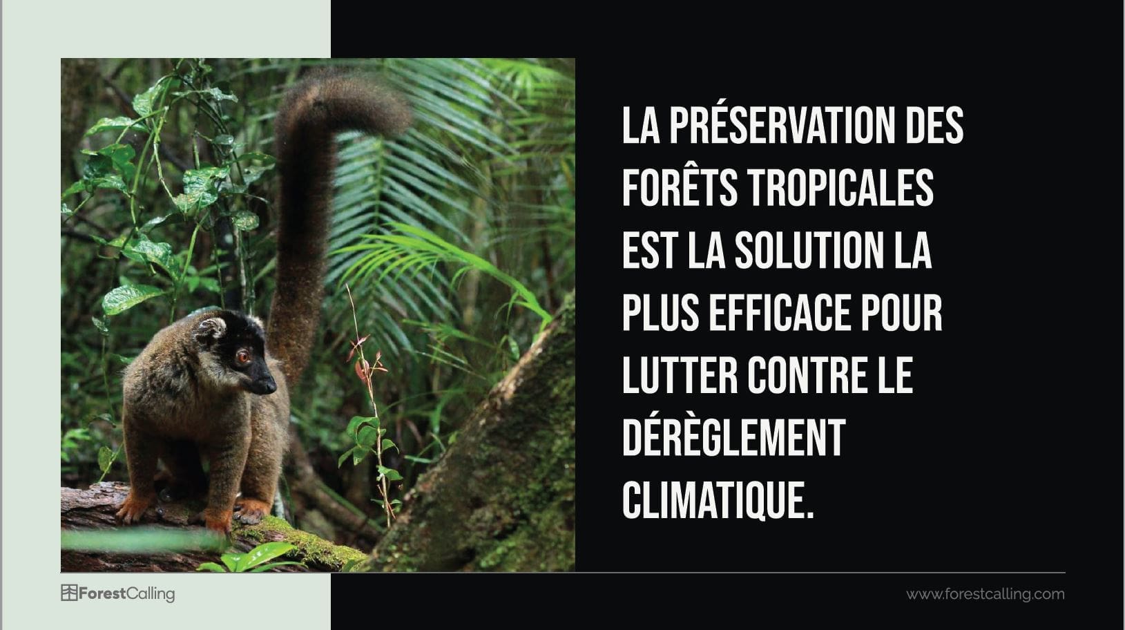 découvrez le secret révolutionnaire qui accélère la régénération des forêts tropicales, alliant science et nature pour préserver notre planète.