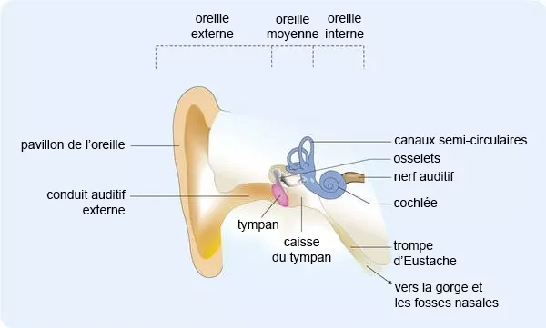 découvrez les causes possibles des sifflements dans l'oreille droite, leurs symptômes associés et les solutions pour soulager ce phénomène gênant.