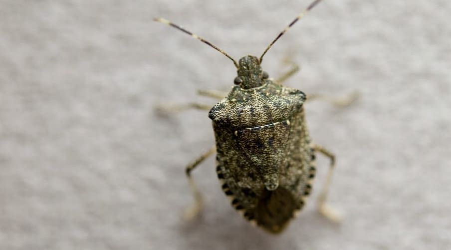 découvrez la signification de la punaise verte, ses caractéristiques, son habitat et son rôle dans l'écosystème.