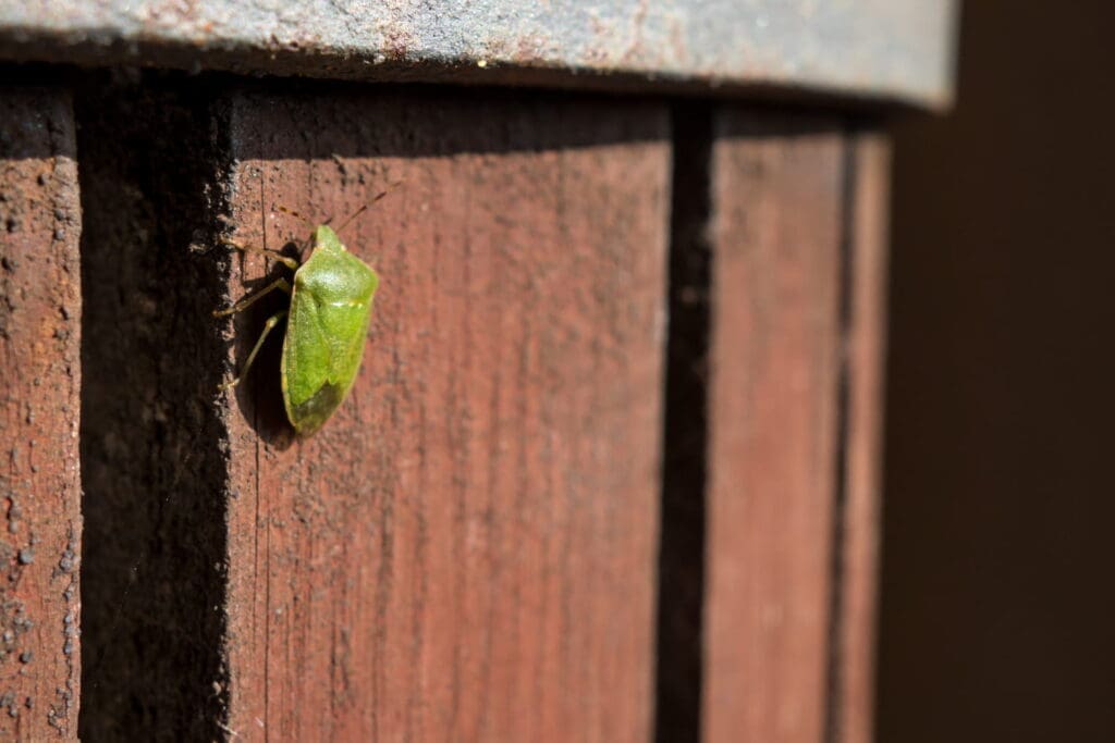découvrez la signification de la punaise verte, son rôle dans l'écosystème et comment l'identifier facilement.