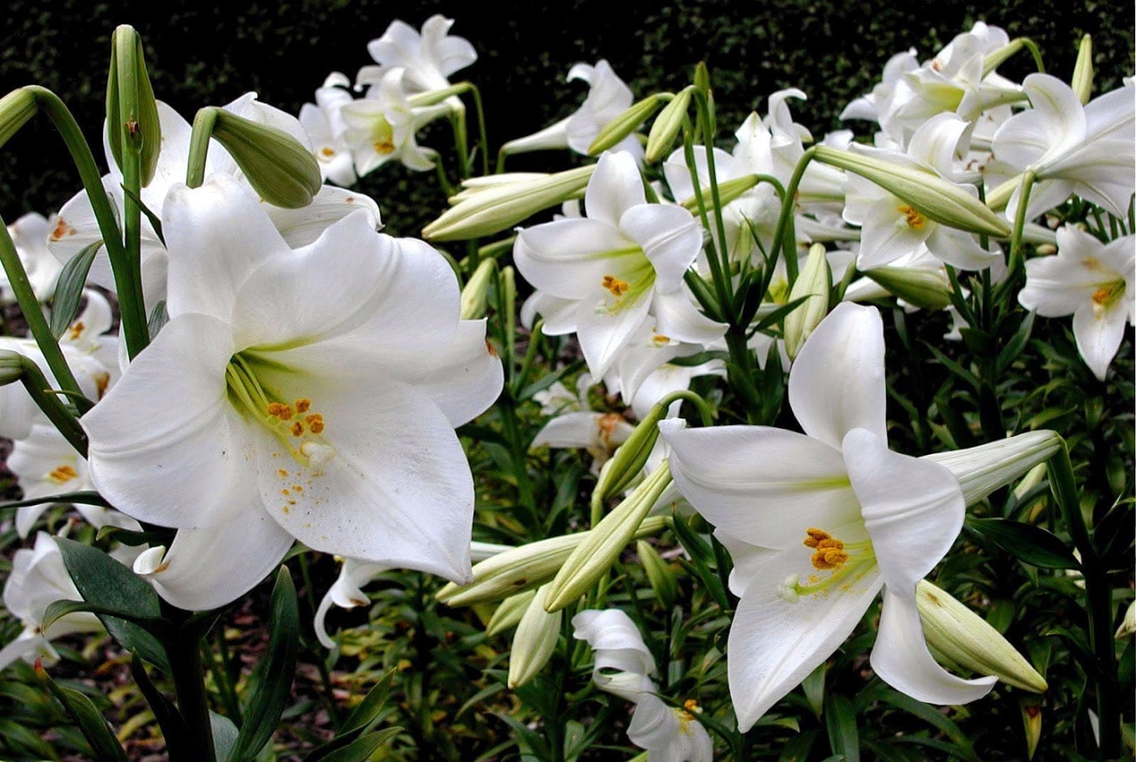 découvrez la signification de la fleur de lys, symbole historique de pureté, royauté et élégance à travers les âges.